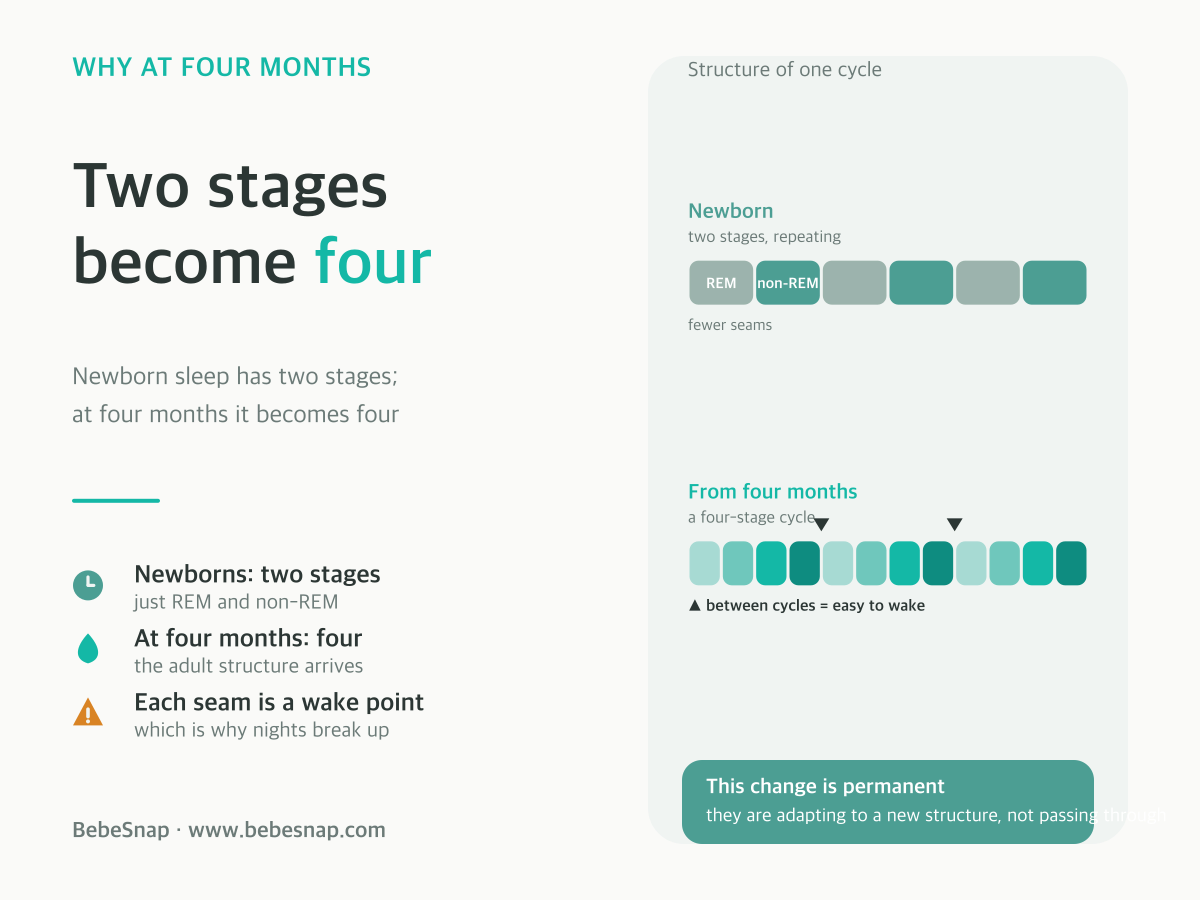 Four-month sleep cycle change - from two newborn stages to four, with a wake point at every seam between cycles