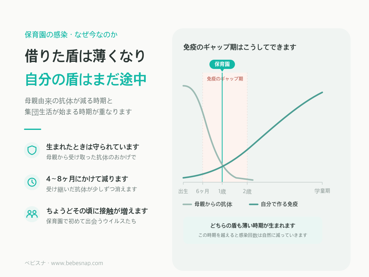 免疫のギャップ期のグラフ - 母親からの抗体が生後4〜8ヶ月で減り、自分の免疫は学童期にかけて育つ