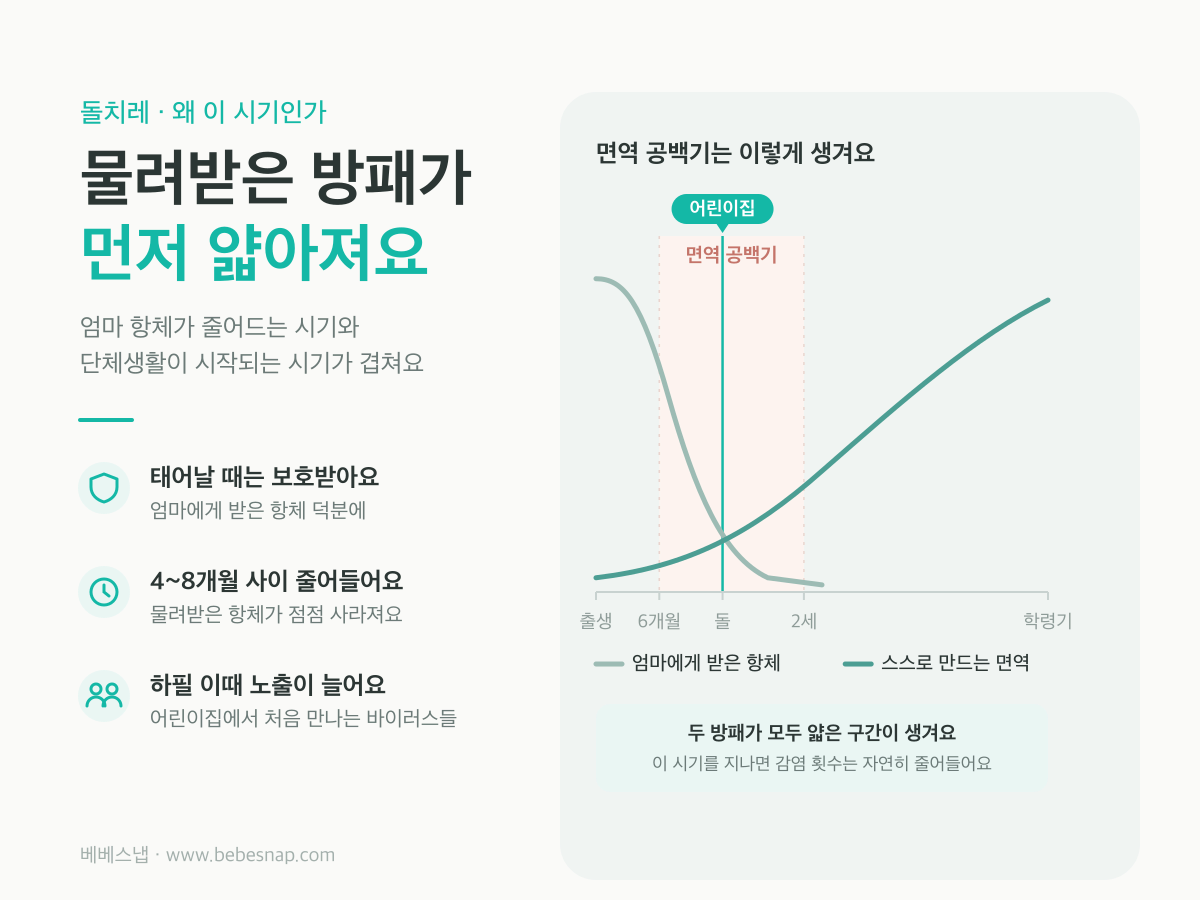 돌치레 면역 공백기 그래프 - 엄마에게 받은 항체가 4~8개월에 줄고 스스로 만드는 면역은 학령기까지 자라는 사이의 공백
