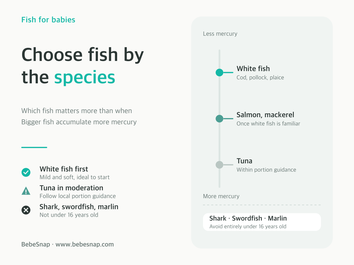 Fish to avoid for babies - mercury spectrum from low mercury white fish to shark, swordfish and marlin