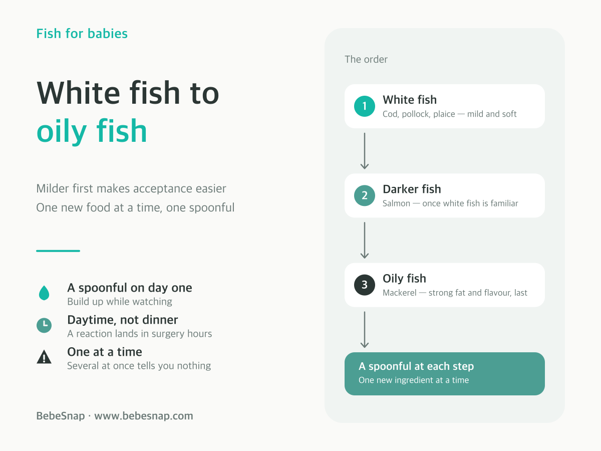 Introducing fish to baby - three step order from white fish to darker fish to oily fish
