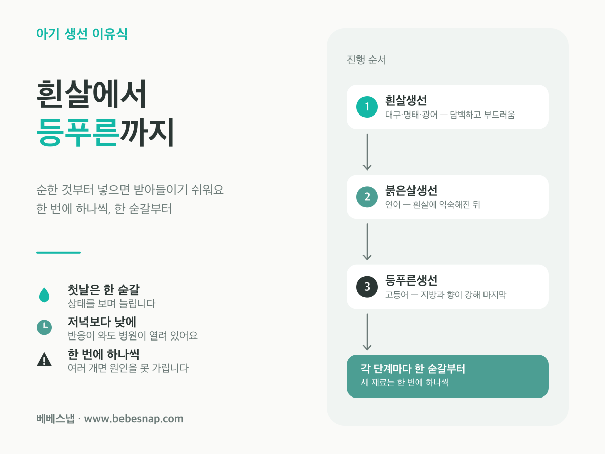 아기 생선 이유식 순서 - 흰살생선에서 붉은살생선, 등푸른생선으로 진행하는 3단계 도식