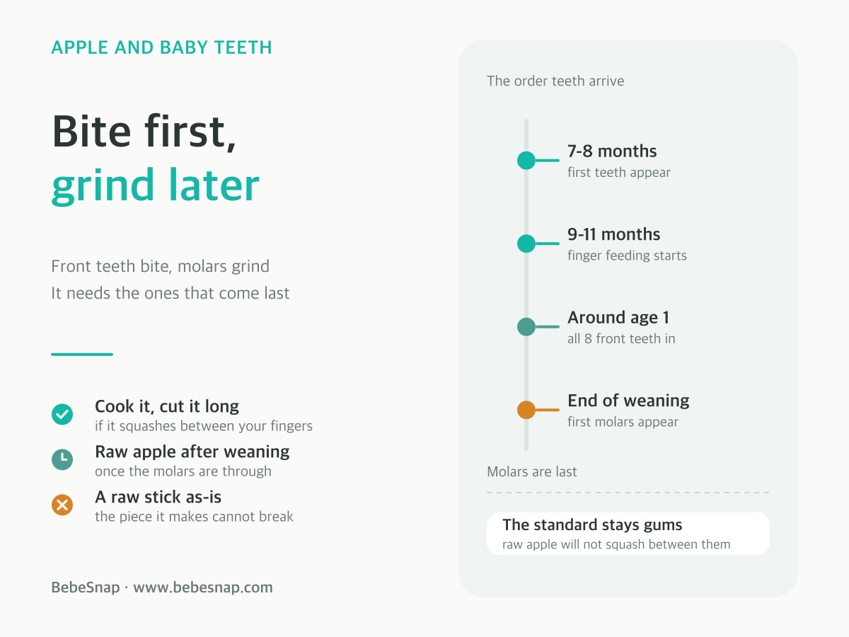 Baby teeth against apple firmness - first teeth appear at 7-8 months, eight front teeth are in around age one, and the molars only start coming through at the end of weaning