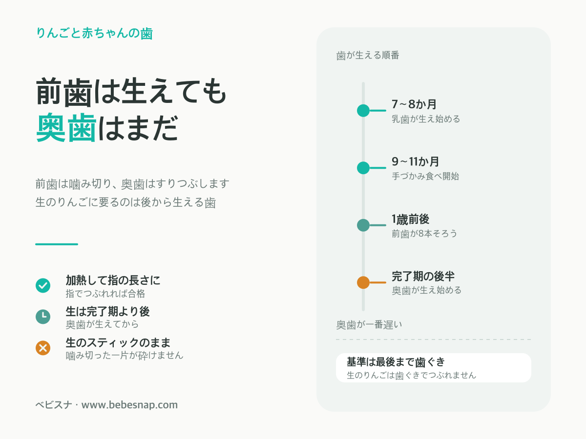 赤ちゃんの歯とりんごの固さ - 中期に乳歯が生え始め、1歳前後に前歯が8本そろい、奥歯は離乳完了期の後半に生え始めるという時間軸