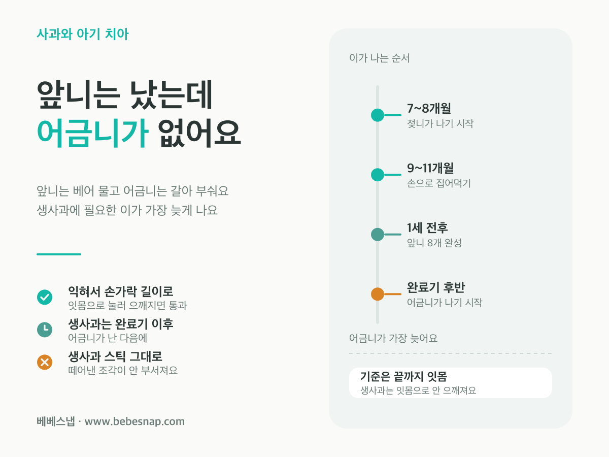아기 치아와 사과 굳기 - 중기에 젖니가 나기 시작하고 1세 전후 앞니 8개가 나며 어금니는 이유 완료기 후반에야 나기 시작한다는 시간축