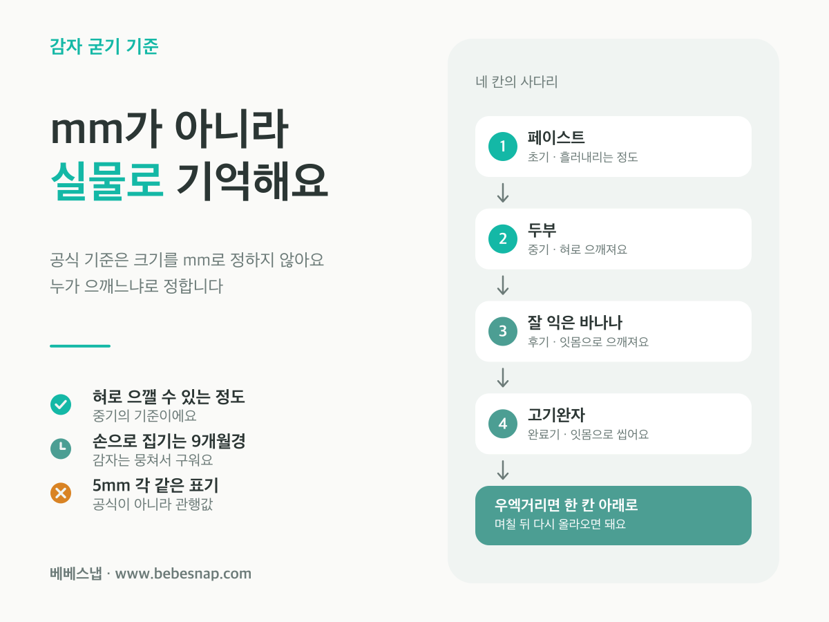 감자 이유식 시기별 굳기 - 초기 페이스트, 중기 두부, 후기 잘 익은 바나나, 완료기 고기완자로 이어지는 네 단계 축