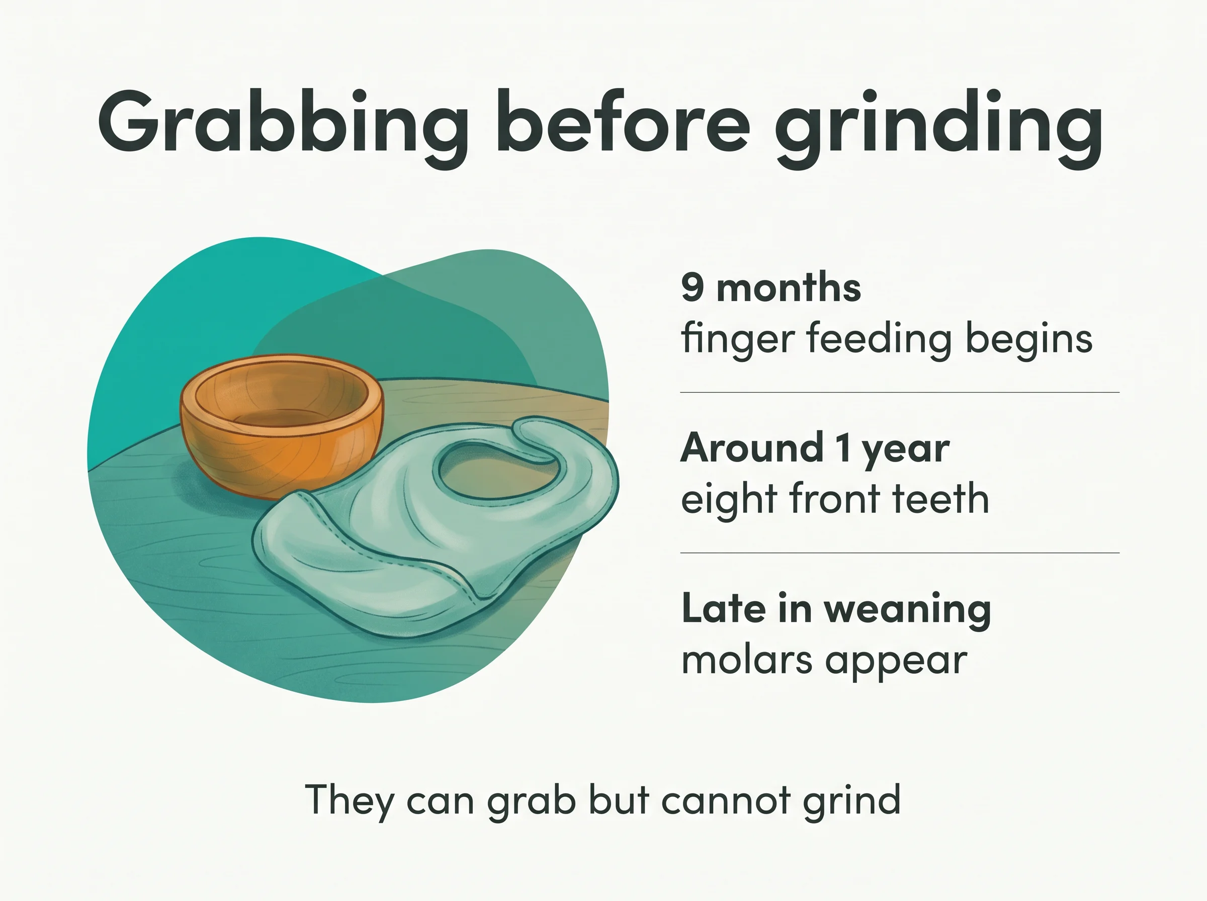 Grabbing before grinding - finger feeding begins at 9 months and the eight front teeth arrive around the first birthday, but the grinding molars only appear late in weaning