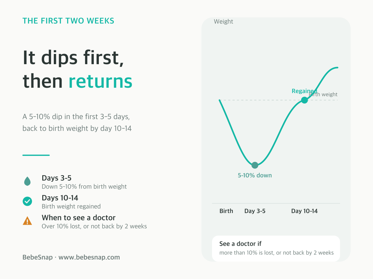 Newborn physiological weight loss - curve showing weight dipping after birth and returning to birth weight by two weeks