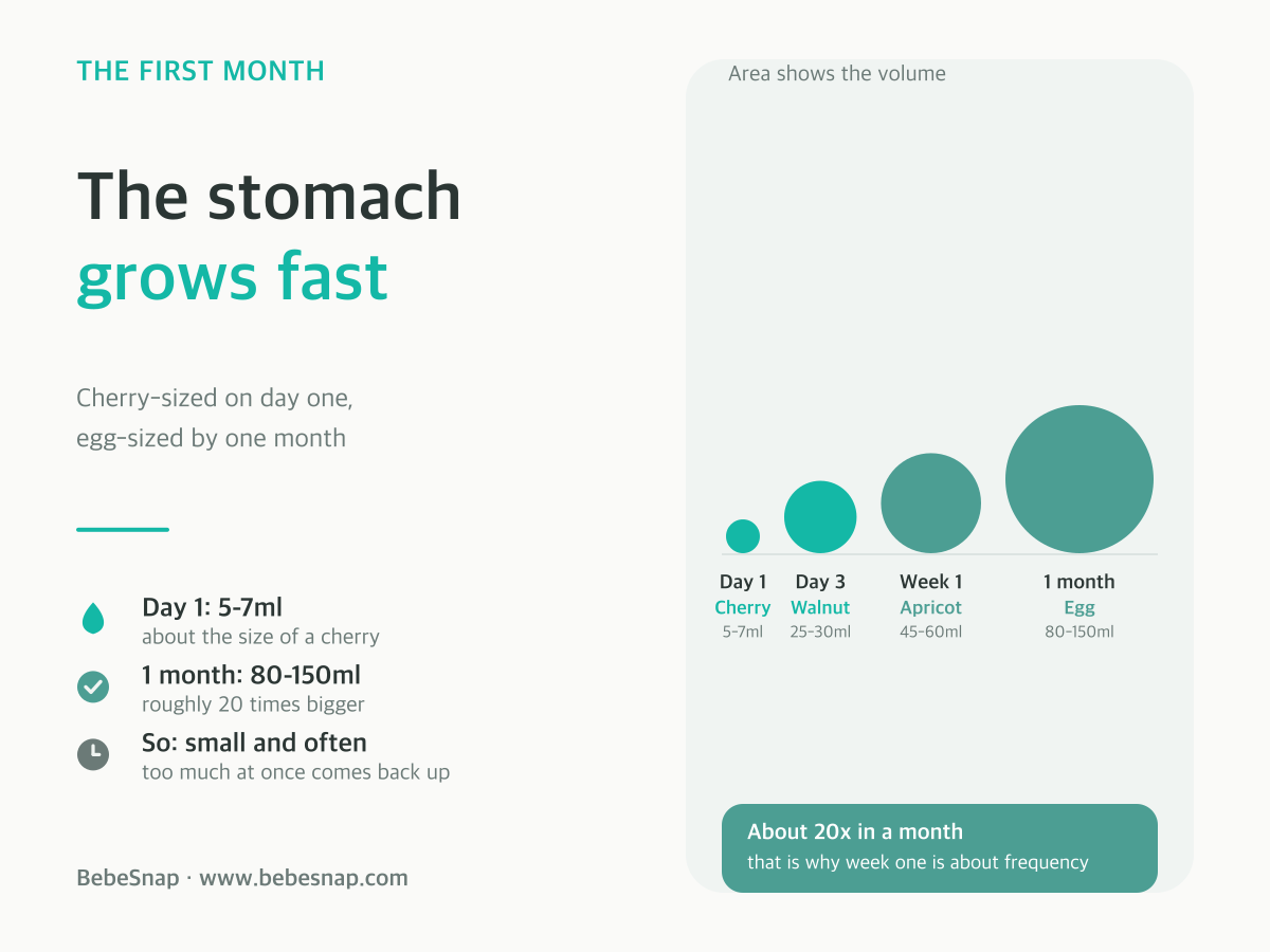 Newborn stomach size by day - from a cherry at 5-7ml on day one to an egg at 80-150ml by one month, drawn to scale