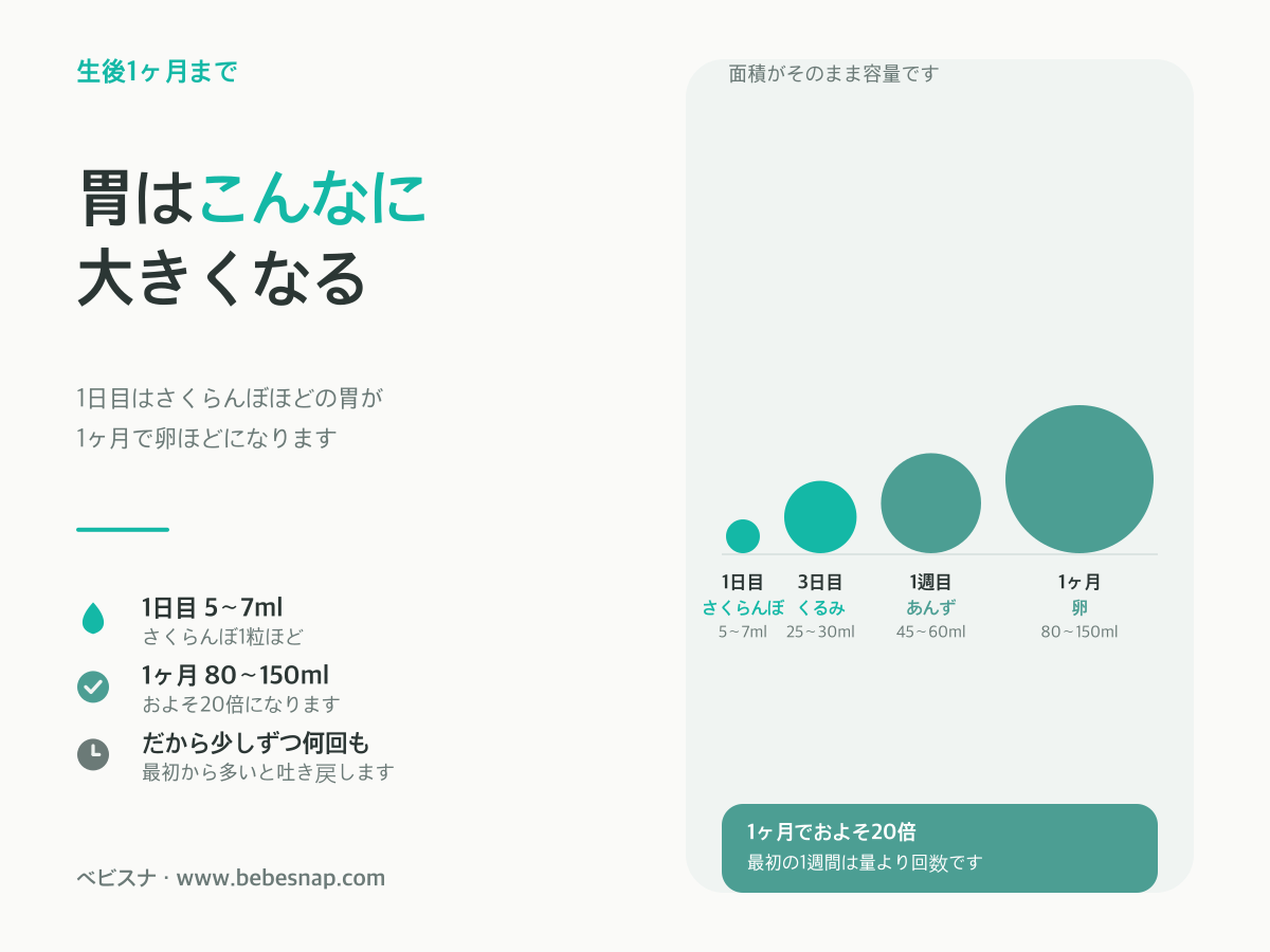 新生児の胃の大きさの変化 - 1日目さくらんぼ5〜7mlから1ヶ月で卵80〜150mlまで約20倍になる面積比較図