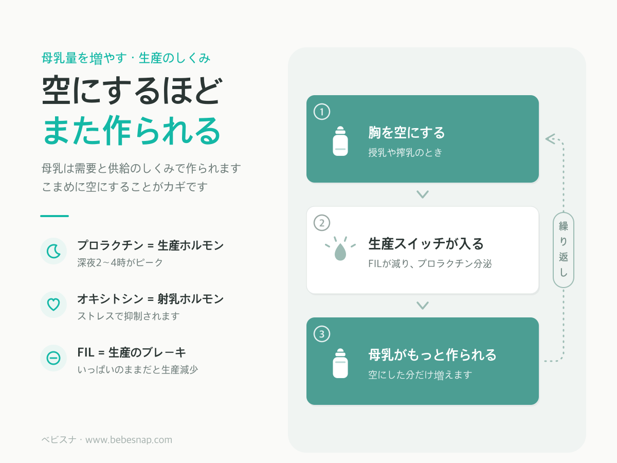 母乳量を増やすしくみ - 空にするほど作られる需要と供給のサイクル図