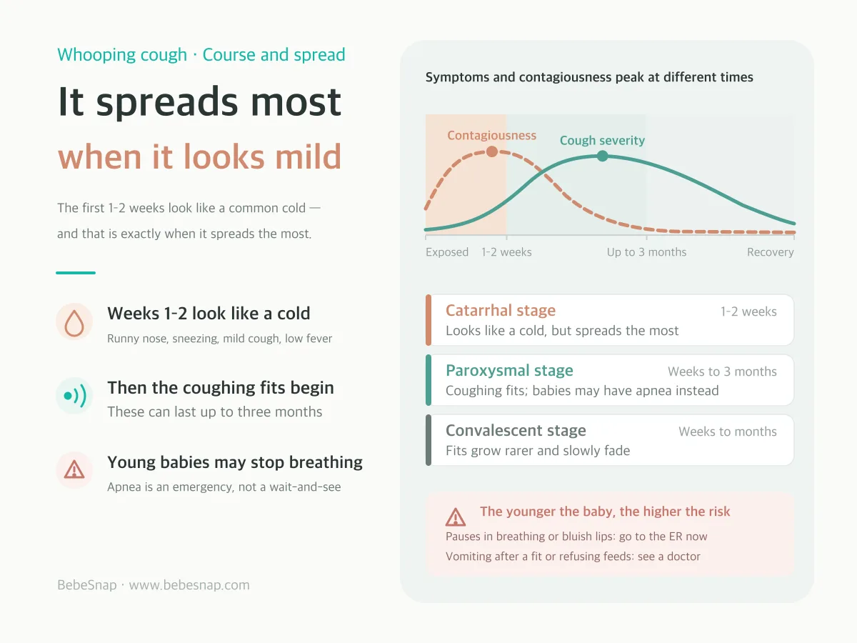The three stages of whooping cough with contagiousness - highest during the catarrhal stage at 1 to 2 weeks