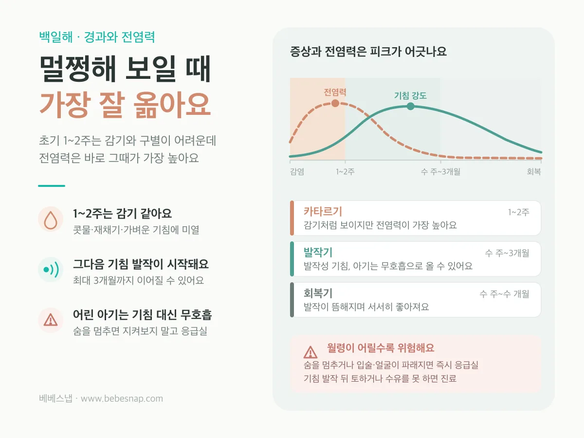 백일해 3단계 경과와 전염력 그래프 - 카타르기 1~2주에 전염력이 정점이고 발작기에 기침이 최고조